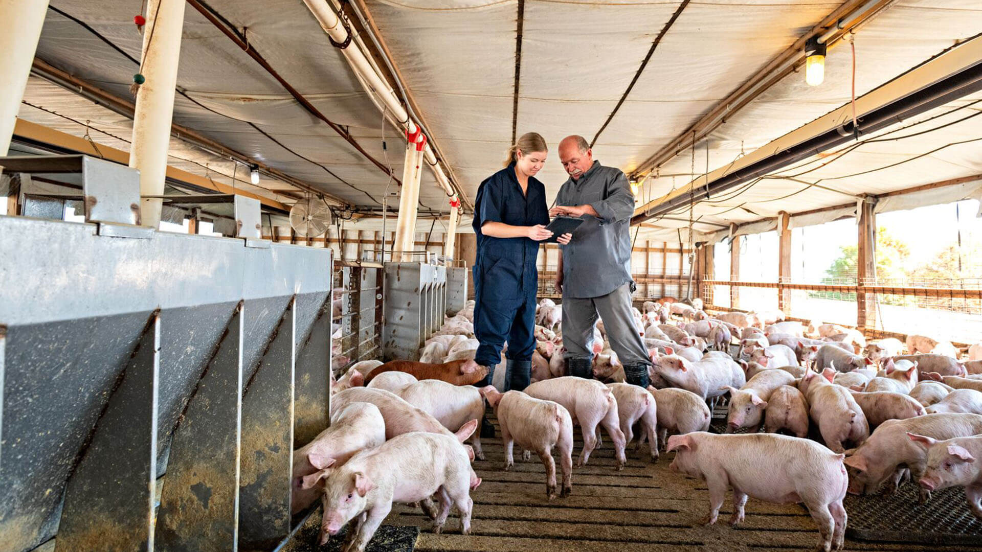 Hightop Swine Equipment Hog & Pig Farming Equipment Suppliers