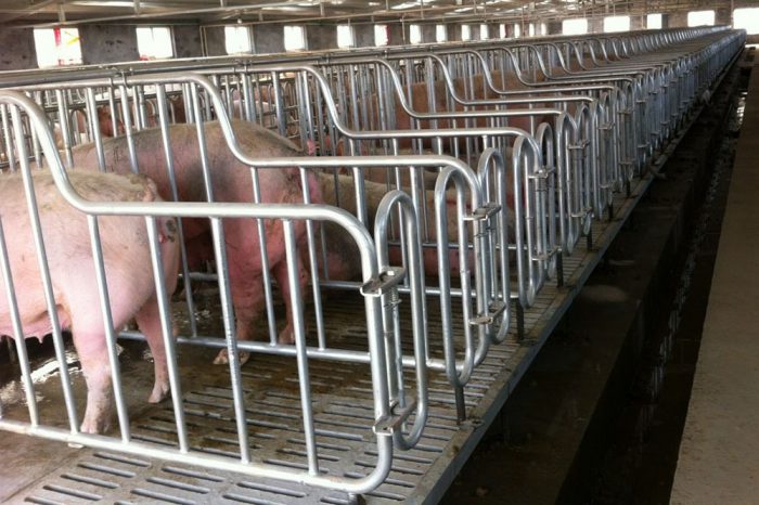 pig gestation crates